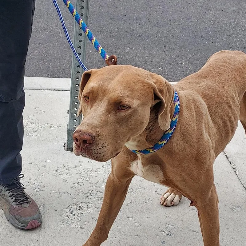 An adult large-sized male Yellow / Tan / Blond / Fawn Labrador Retriever dog named Waffles for adoption in Hailey, ID