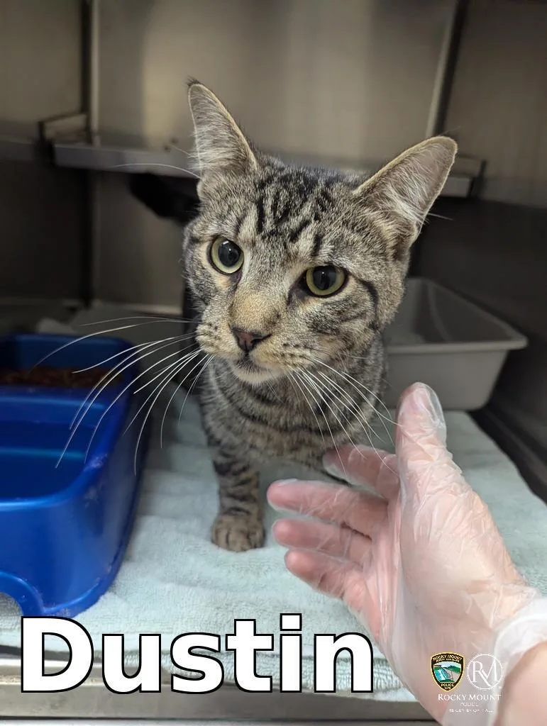 A young medium-sized male Domestic Short Hair cat named Dustin for adoption in Rocky Mount, NC
