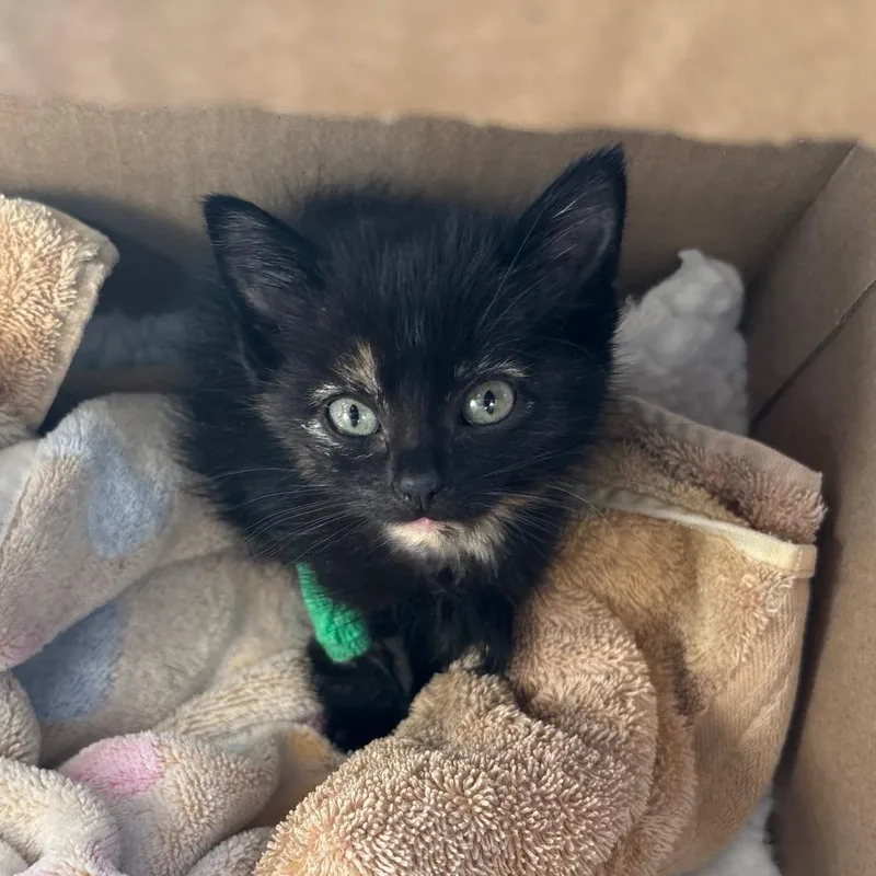 A baby small-sized female Tortoiseshell Domestic Short Hair cat named Sephora for adoption in Columbia, MO