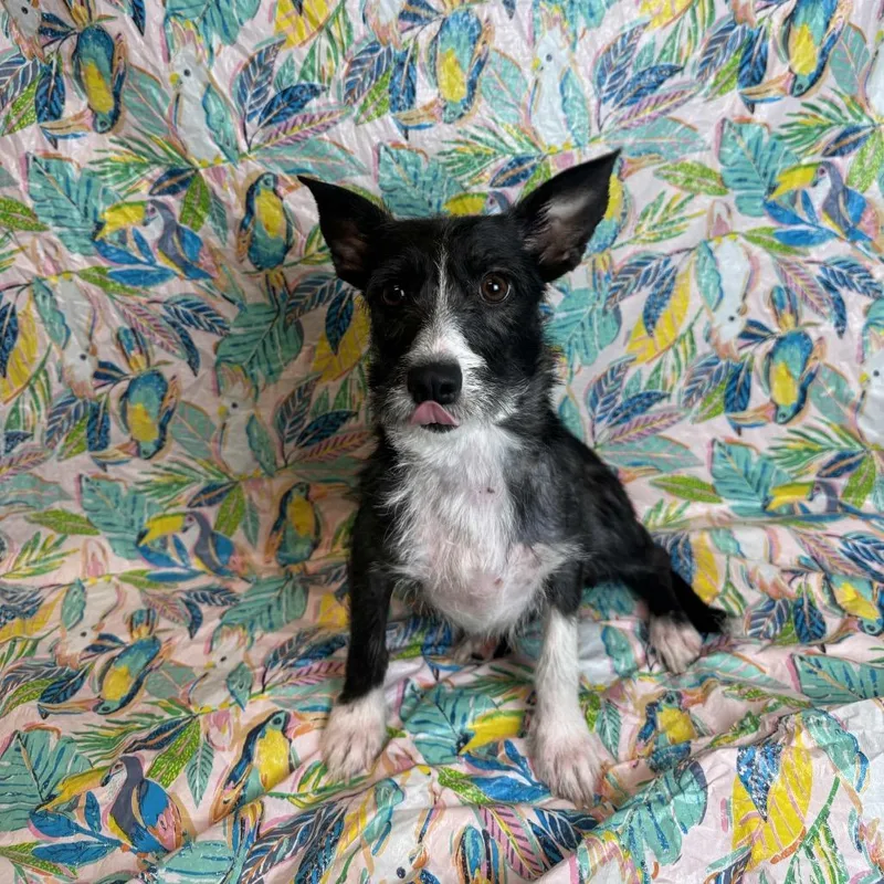 A young small-sized female Black Terrier dog named Rosie for adoption in Fresno, CA