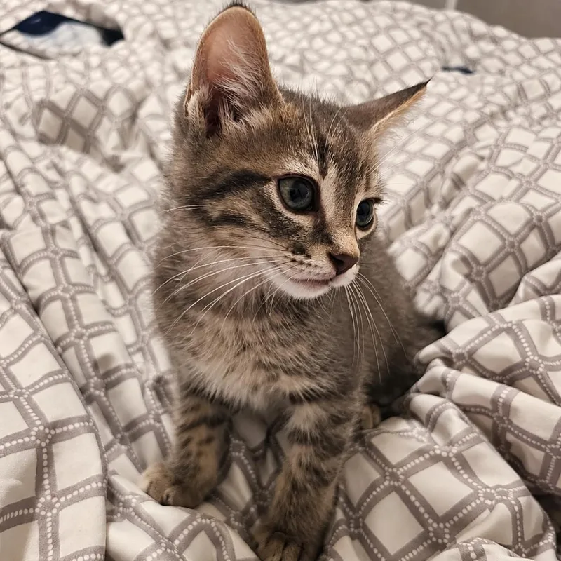 A baby small-sized male Gray / Blue / Silver Domestic Short Hair cat named Biscuits for adoption in Tustin, CA