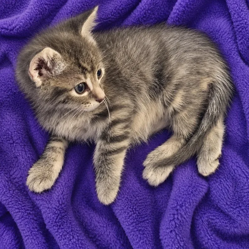 Biscuits thumbnail 3