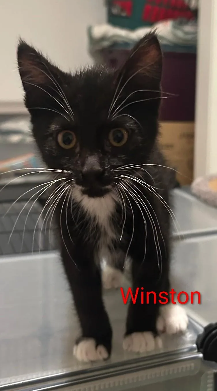 A baby medium-sized male Black & White / Tuxedo Domestic Short Hair cat named Winston for adoption in Logan, UT