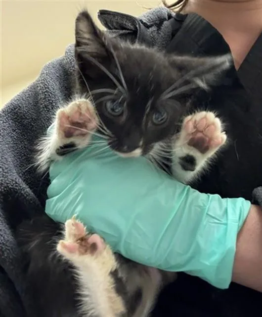 A baby small-sized male Domestic Short Hair cat named Pepino for adoption in Riverside, CA