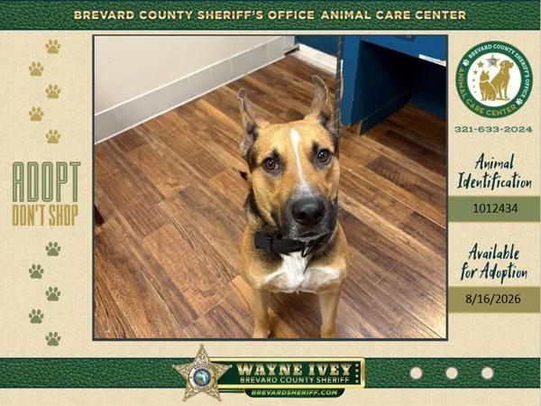 An adult large-sized male Mixed Breed dog named Dakota for adoption in Melbourne, FL