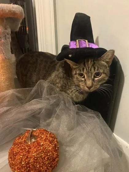 Morticia thumbnail 2