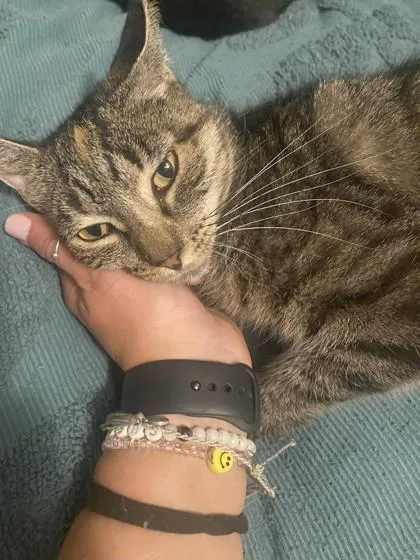 Morticia thumbnail 3