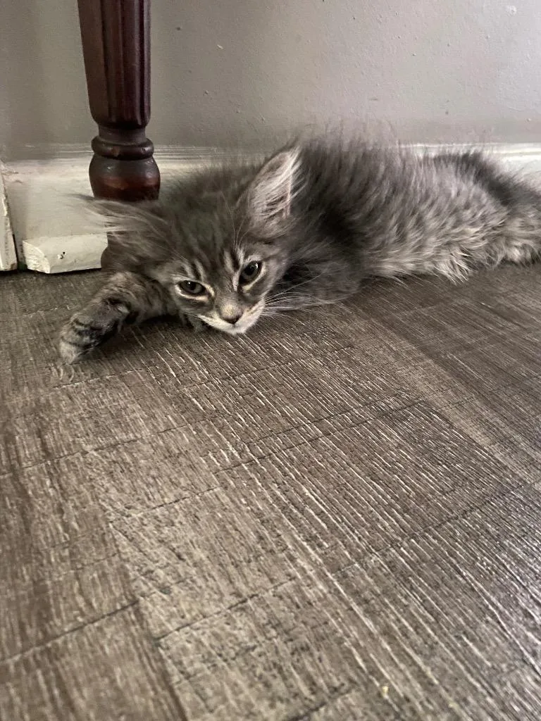 A baby small-sized female Domestic Long Hair cat named McFlurry for adoption in Leonardtown, MD