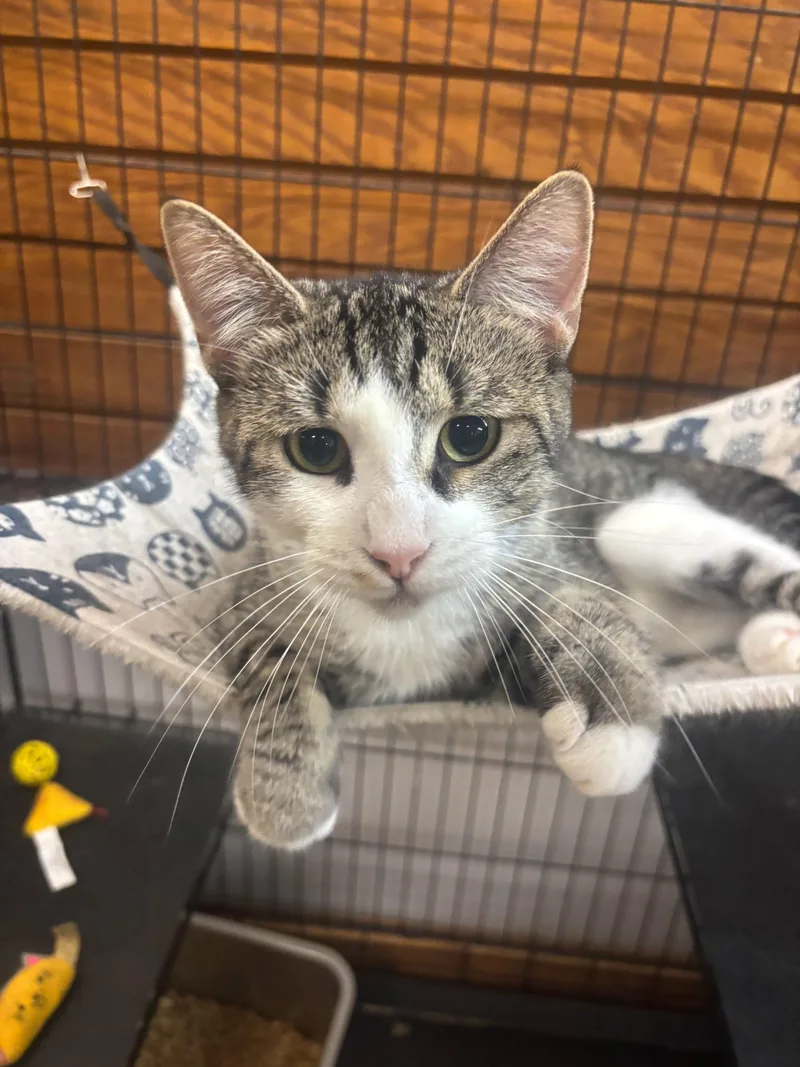 A young medium-sized female Domestic Short Hair cat named Lulu for adoption in Coldwater, MI