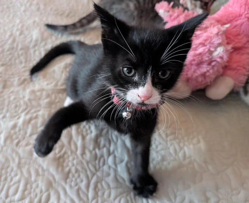 A baby small-sized male Black & White / Tuxedo Domestic Short Hair cat named Espresso for adoption in Bayonne, NJ