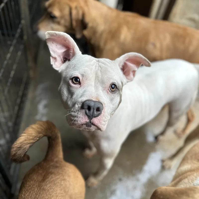 An adult medium-sized female American Staffordshire Terrier dog named Rueger for adoption in Columbia, SC