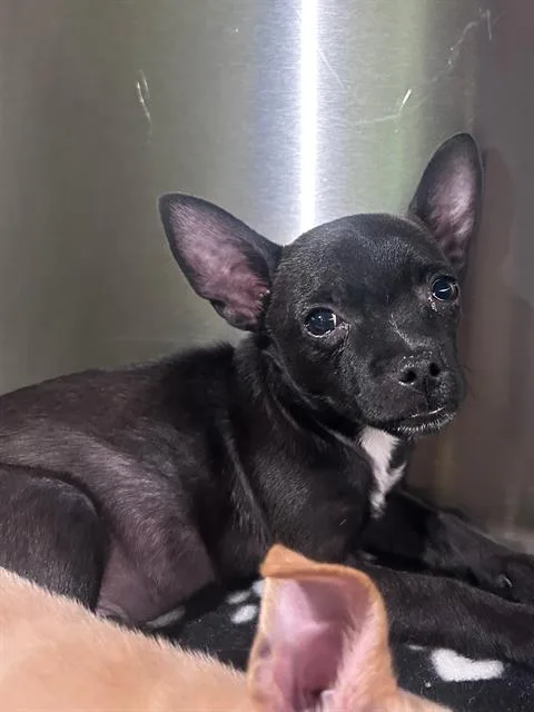 A baby large-sized male Mixed Breed dog named Woogie for adoption in Dallas, TX