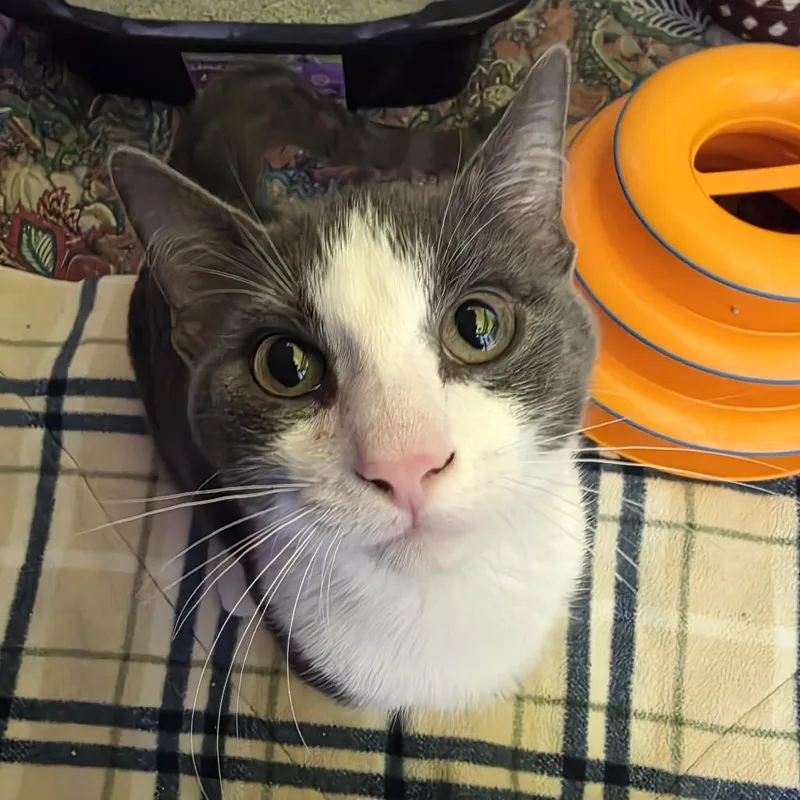 A baby medium-sized male Gray / Blue / Silver Domestic Short Hair cat named Curious George for adoption in Oshkosh, WI