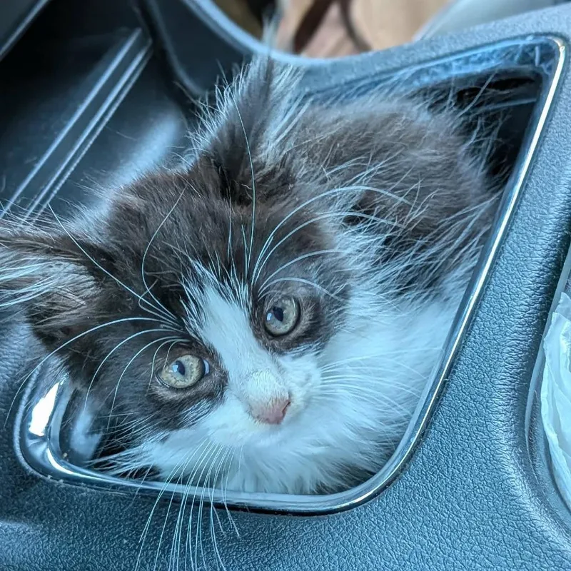 A baby small-sized male Black Domestic Long Hair cat named Oreo for adoption in Greenville, PA