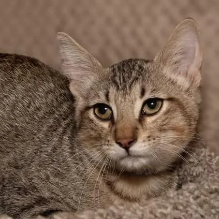 A baby small-sized male Gray / Blue / Silver Domestic Short Hair cat named Joey for adoption in Santa Fe, TX