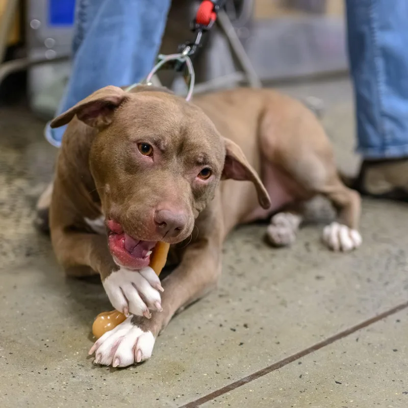 A young medium-sized female Pit Bull Terrier dog named Frannie for adoption in Hamilton, NJ