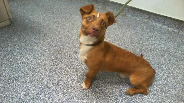 A young small-sized male Mixed Breed dog named Howie for adoption in Charlotte, NC