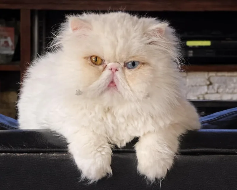 An adult medium-sized female White Persian cat named Lily for adoption in Limekiln, PA