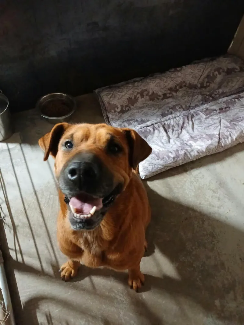 A young medium-sized female Mixed Breed dog named Ammisa for adoption in Chino valley, AZ
