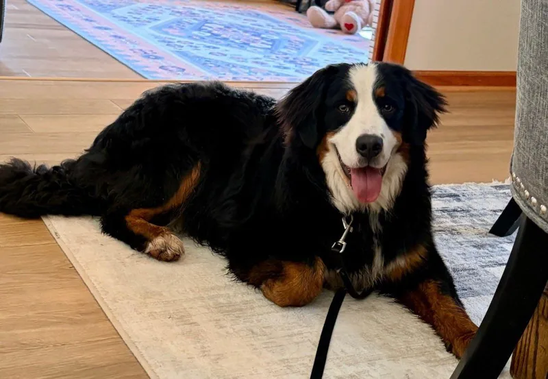 A young extra large-sized female Tricolor (Brown, Black, & White) Bernese Mountain Dog dog named Dana for adoption in Westville, IN
