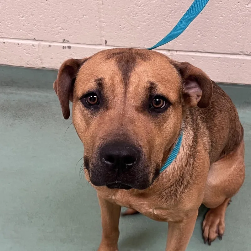 An adult large-sized female Brown / Chocolate Mixed Breed dog named Sweet Girl for adoption in Memphis, TN