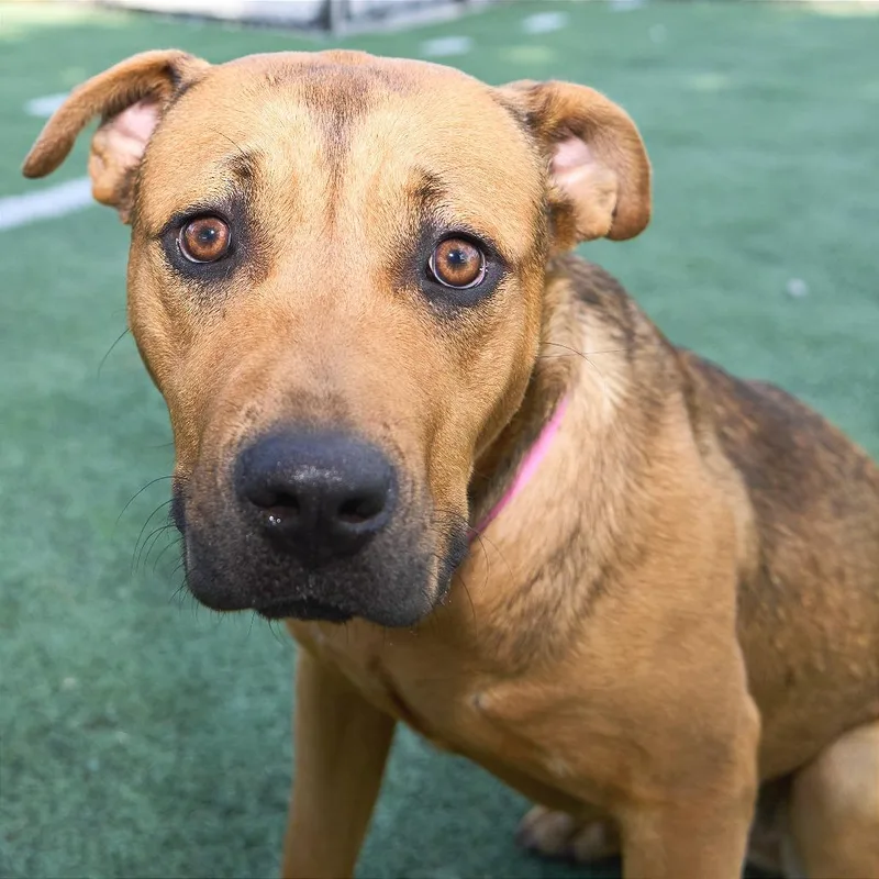 Sweet Girl thumbnail 2