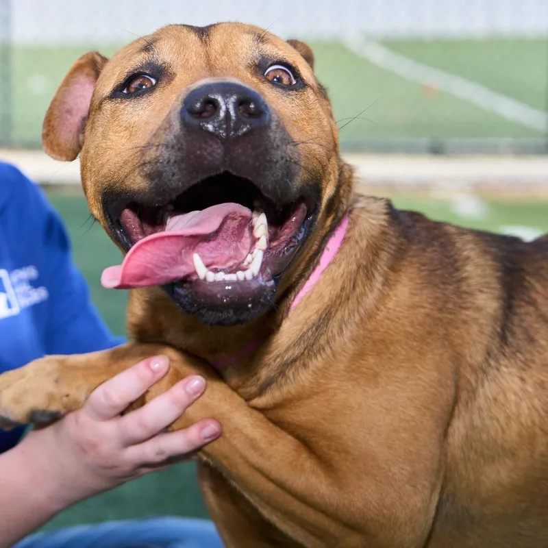 Sweet Girl thumbnail 4