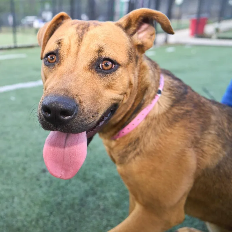 Sweet Girl thumbnail 5