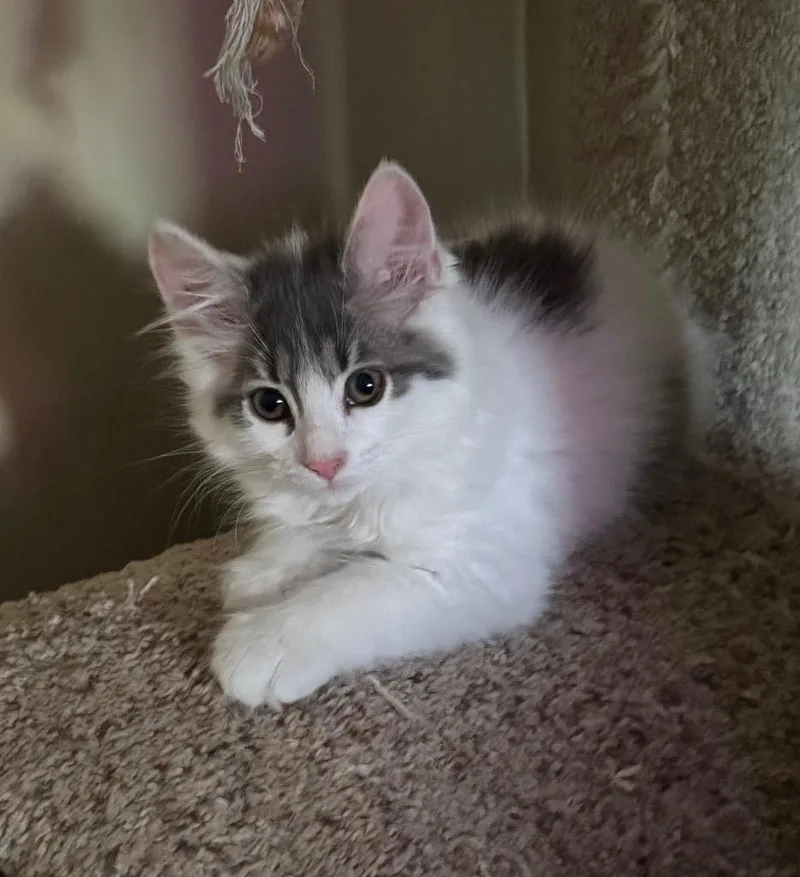 A baby medium-sized female Domestic Short Hair cat named Jolene for adoption in Lancaster, PA