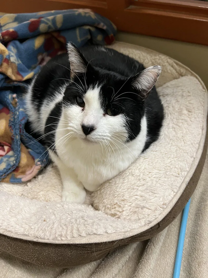 A young medium-sized female Domestic Short Hair cat named Diamond for adoption in Blasdell, NY