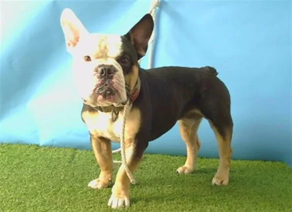 An adult medium-sized male French Bulldog dog named A for adoption in Gardena, CA
