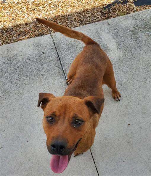 A young medium-sized female Mixed Breed dog named Tigris for adoption in Jacksonville, FL