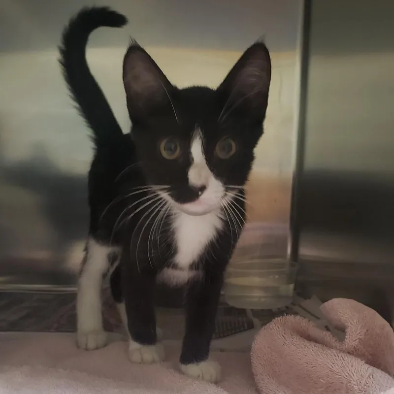 A baby small-sized female Black Domestic Short Hair cat named Taboo for adoption in Milton, FL