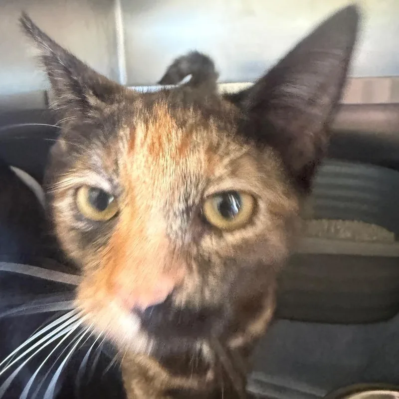 A baby small-sized female Domestic Short Hair cat named Sesame for adoption in Fort Bragg, CA