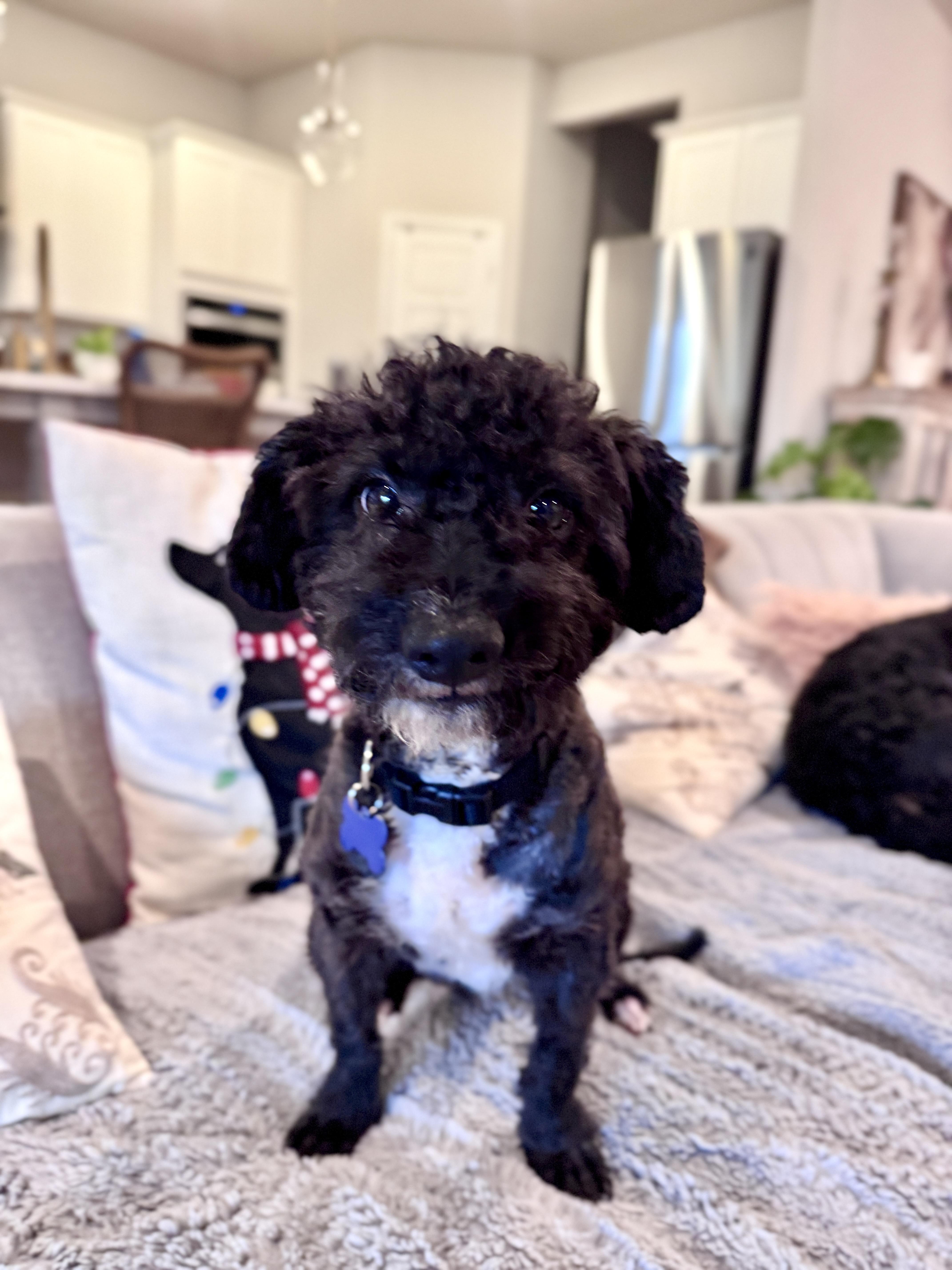A young small-sized male Black Miniature Poodle dog named Echo for adoption in Austin, TX