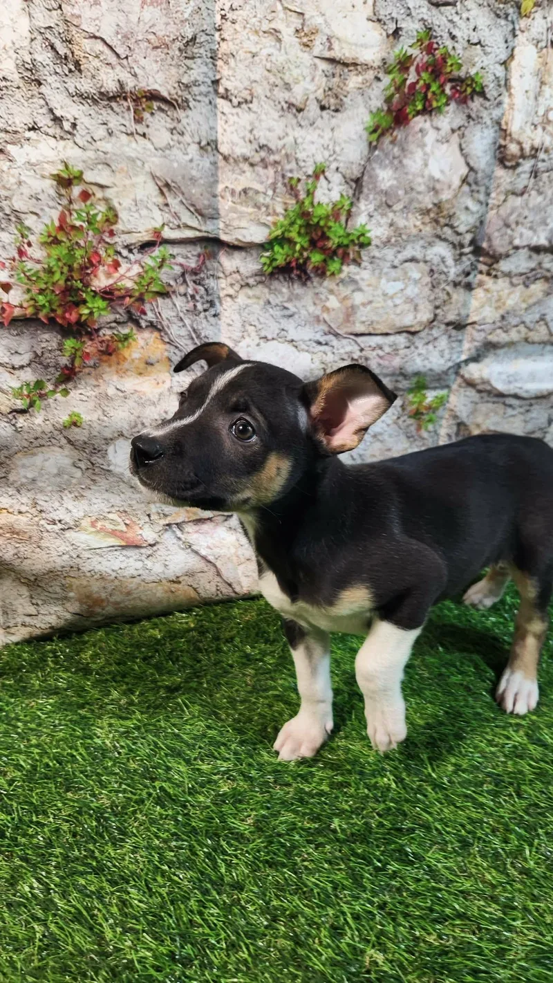 Elara Al thumbnail 2