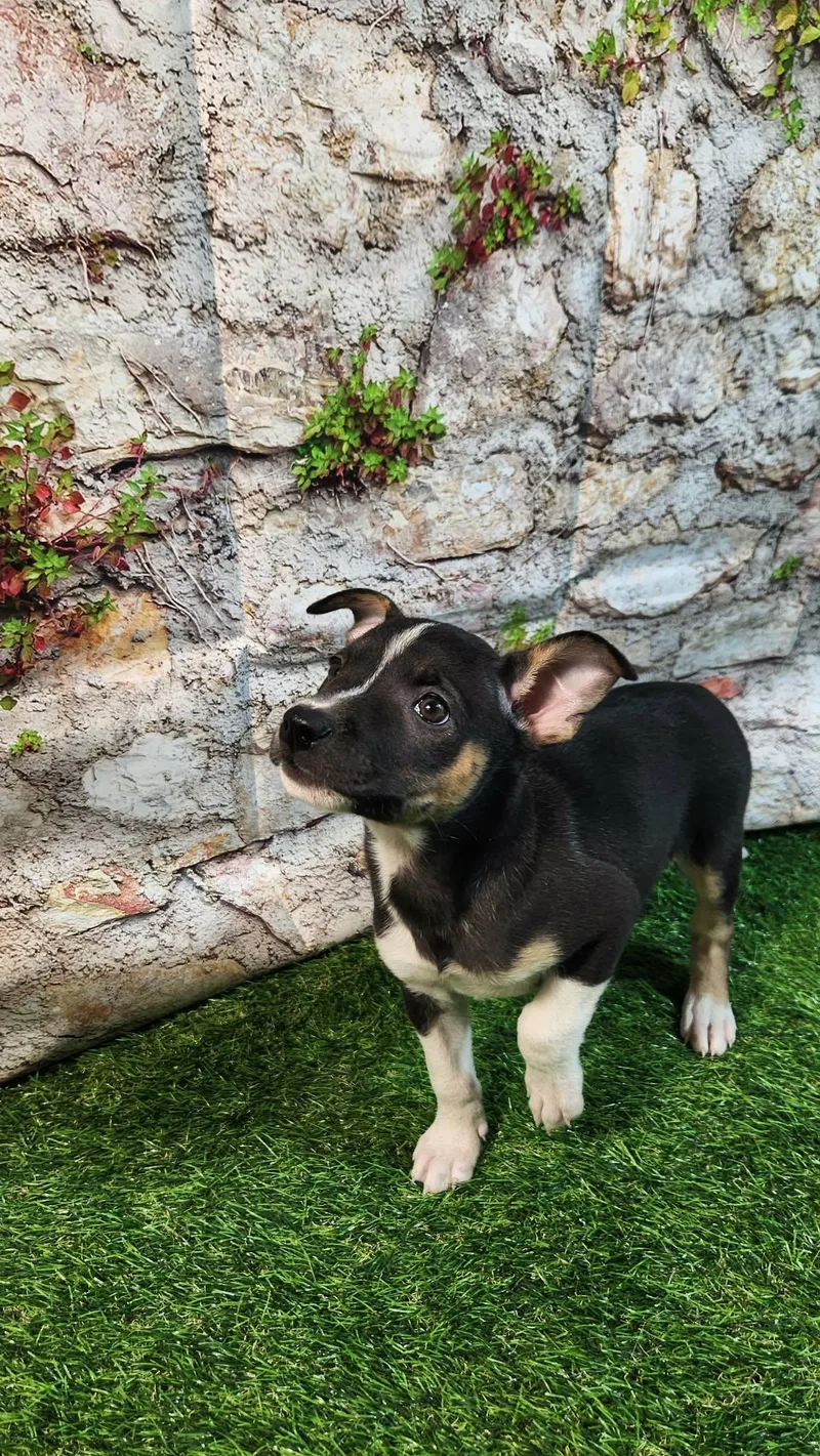 Elara Al thumbnail 3