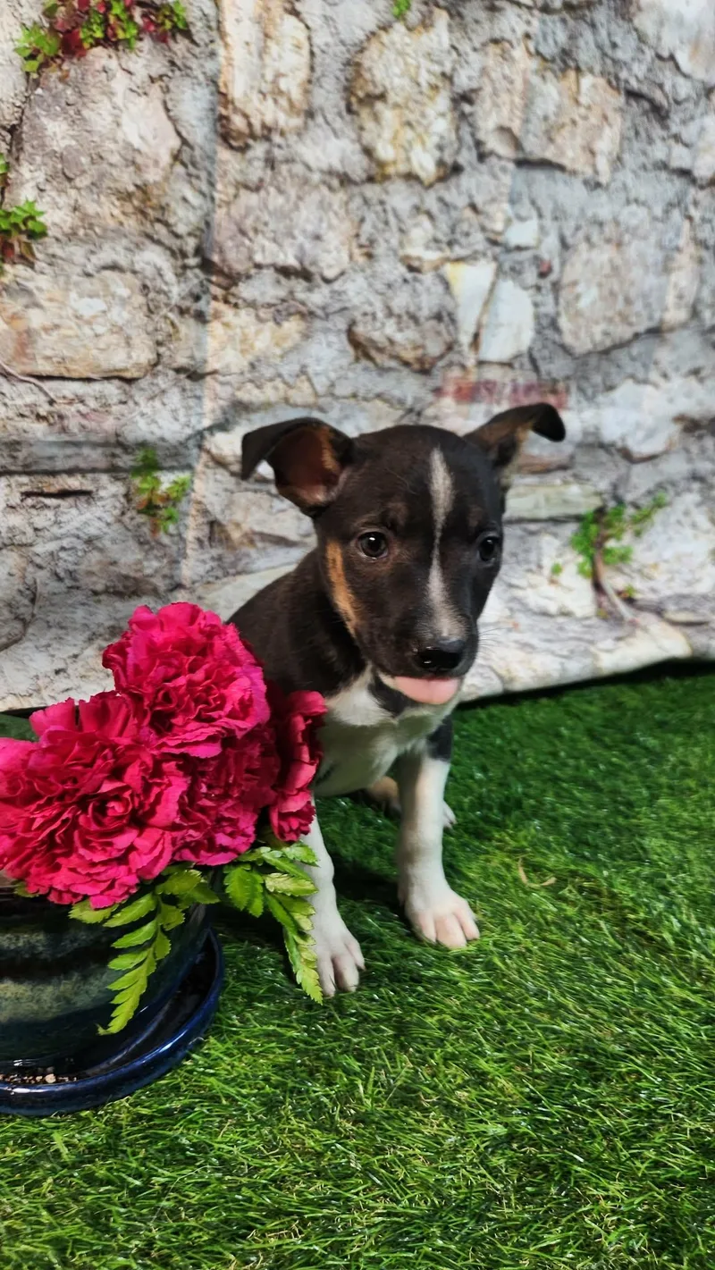 Elara Al thumbnail 4