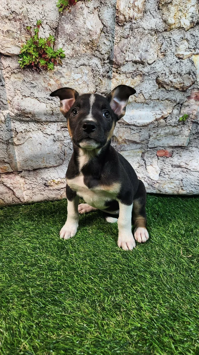 Elara Al thumbnail 5