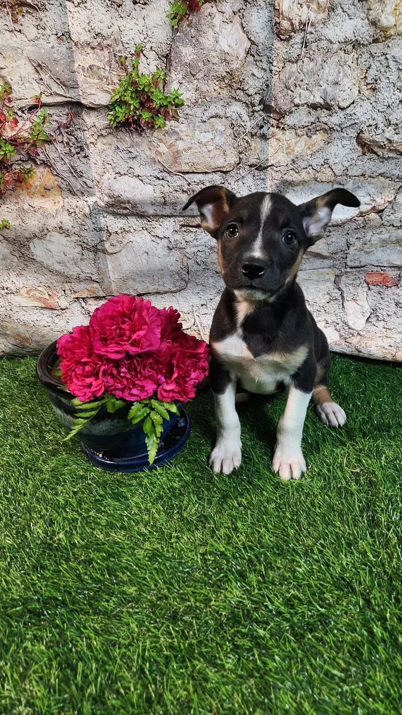 Elara Al thumbnail 6