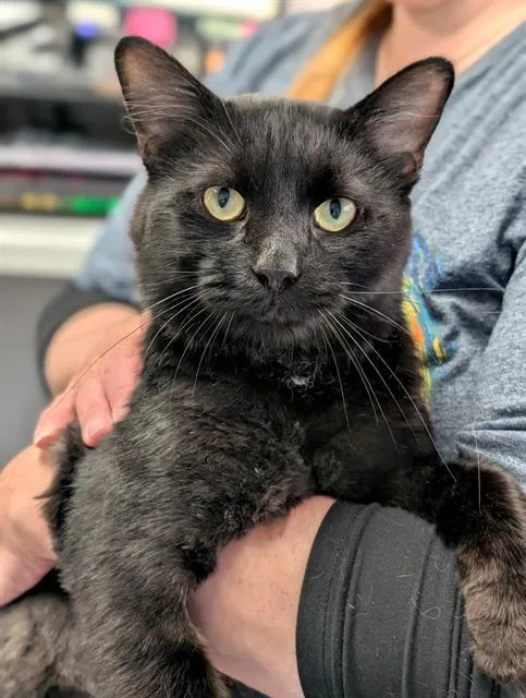 A young medium-sized male Domestic Short Hair cat named Hitch for adoption in Canfield, OH