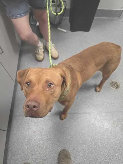 An adult large-sized male Mixed Breed dog named Mysterio for adoption in Sevierville, TN