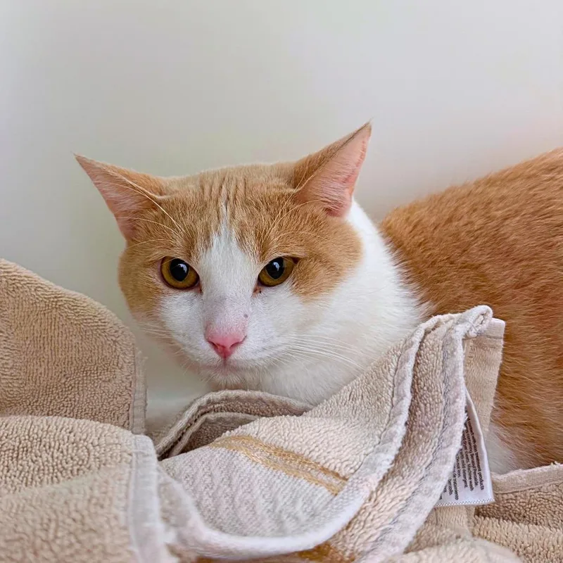 An adult medium-sized male Orange & White Domestic Short Hair cat named Peaches for adoption in Ridgway, CO