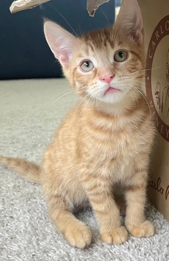 A baby small-sized male Tabby (Orange / Red) Exotic Shorthair cat named The Eagles: Tequila Sunrise for adoption in Warren, CT