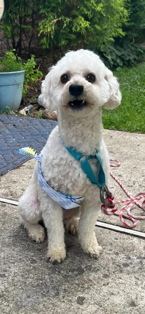 An adult small-sized male Bichon Frise dog named Benji for adoption in Mount Royal, NJ