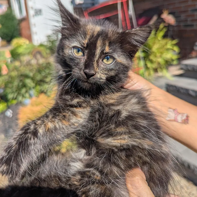 A baby medium-sized female Tortoiseshell Domestic Long Hair cat named Toasted Marshmellow for adoption in Haddon Heights, NJ