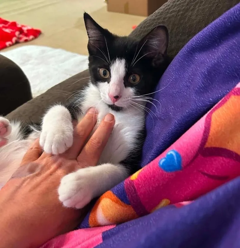 A baby medium-sized male Black & White / Tuxedo Domestic Short Hair cat named Blippi for adoption in Sedalia, CO