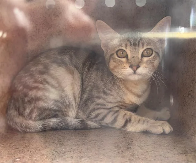 A young small-sized female Domestic Short Hair cat named Barbie for adoption in Fairfield, CA