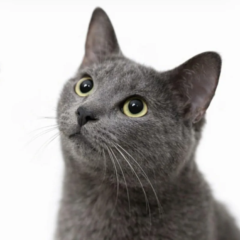 A young medium-sized male Gray / Blue / Silver Russian Blue cat named Ivan for adoption in Houston, TX