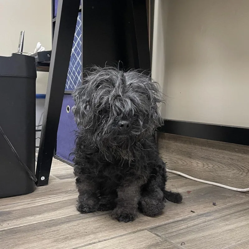 A senior large-sized female Black Maltese dog named Tammy for adoption in Henderson, KY